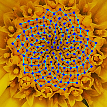 Fibonacci Blume